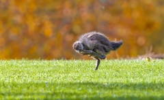 Tasmanian Native-hen (Image ID 62788)