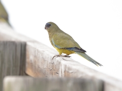 Rock Parrot (Image ID 62635)
