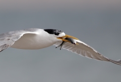 Greater Crested Tern (Image ID 62740)