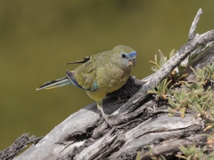 Rock Parrot (Image ID 62637)