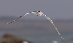 Greater Crested Tern (Image ID 62741)