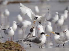 Greater Crested Tern, Silver Gull (Image ID 62705)
