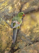 Regent Parrot (Image ID 62657)