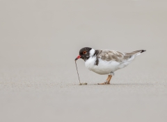 Hooded Plover (Image ID 62620)