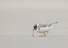 Hooded Plover (Image ID 62621)
