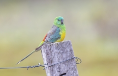 Red-rumped Parrot (Image ID 62694)