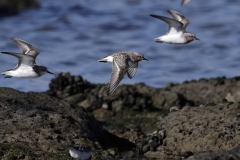 Red-necked Stint (Image ID 62752)