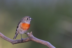 Scarlet Robin (Image ID 62580)