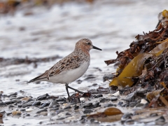 Red-necked Stint (Image ID 62697)