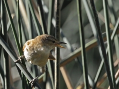 Australian Reed-Warbler (Image ID 62813)