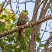 Red-capped Parrot (Image ID 62597)