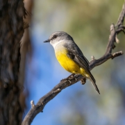 Western Yellow Robin (Image ID 62356)