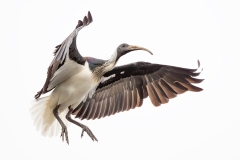 Straw-necked Ibis (Image ID 62641)