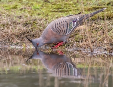 Crested Pigeon (Image ID 62626)
