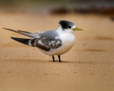 Greater Crested Tern (Image ID 62554)
