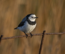 White-fronted Chat (Image ID 62289)