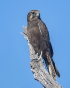 Brown Falcon (Image ID 62545)