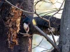 Yellow-tailed Black-Cockatoo (Image ID 62627)