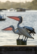 Australian Pelican (Image ID 62556)