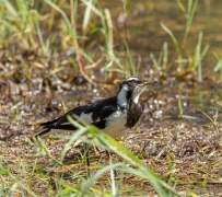 Magpie-lark (Image ID 62529)