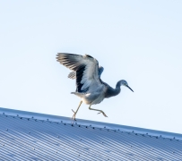 White-faced Heron (Image ID 62598)