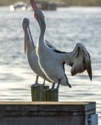 Australian Pelican (Image ID 62557)