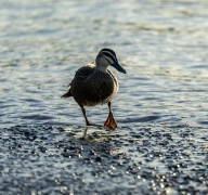 Pacific Black Duck (Image ID 62555)