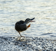 Pacific Black Duck (Image ID 62602)