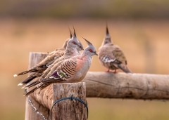 Crested Pigeon (Image ID 62606)