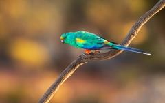 Mulga Parrot (Image ID 62709)