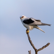 Black-shouldered Kite (Image ID 62616)
