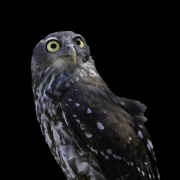Barking Owl (Image ID 62435)