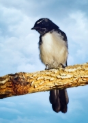 Willie Wagtail (Image ID 62734)