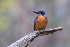 Azure Kingfisher (Image ID 62682)